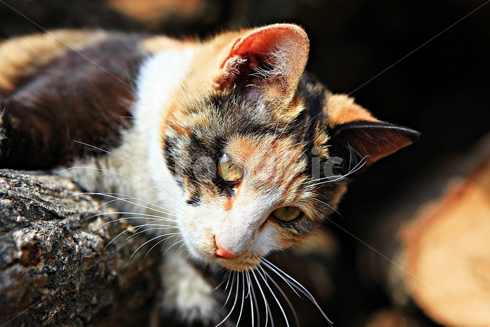 고양이,반려동물,동물,배경,자연,번식,동물,animal,포유류,mammal,고양이,cat,kitten,kitty