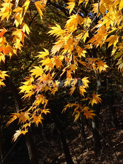 단풍,단풍잎,단풍나무,가을,leaf,잎,plant,식물,tree,나무,계절,fallautumnseason,outdoors,옥외,자연풍경,naturelandscape,가을,계절,fall,autumn,season,식물,자연,plants,nature,maple