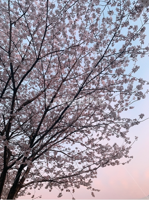 벚꽃,벚꽃나무,봄,핑크노을,저녁노을,분홍빛노을,분홍,감성,감성사진