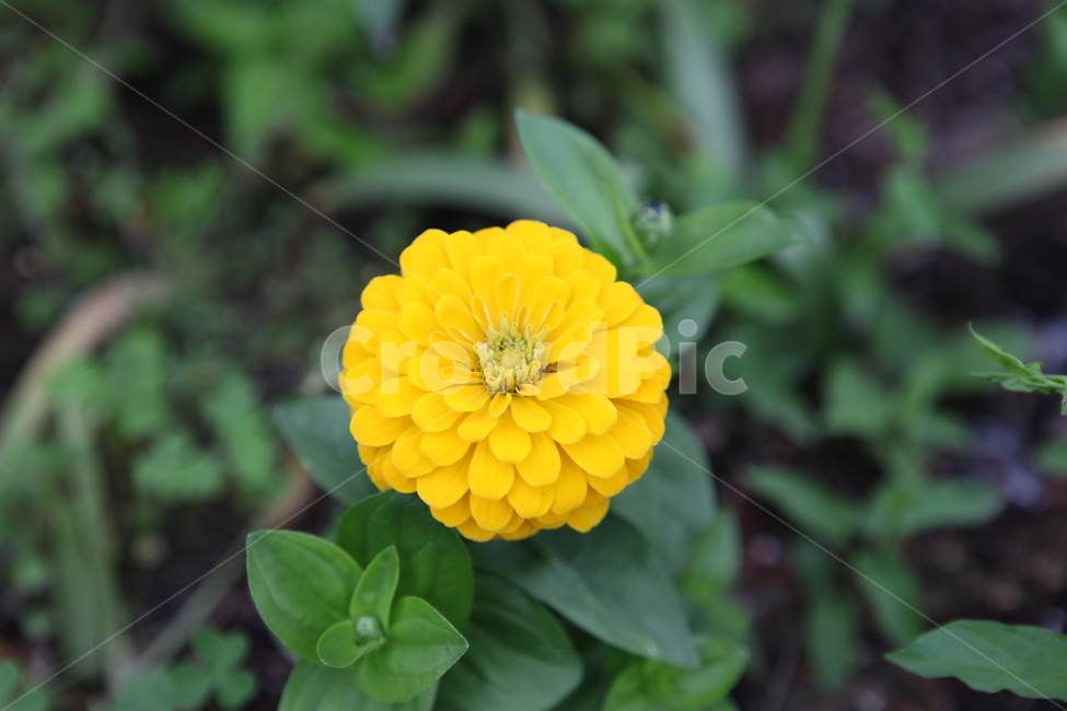 식물,꽃,백일홍,노랑,flower,식물,자연,plants,nature,꽃,flower