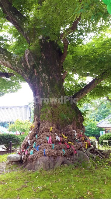 당산나무,천년목,오래된나무,내소사,나무,부안,당산제,한국전통문화,휴식,한국자연풍경,식물,힐링,평안,풍경,자연풍경,느낌,자연,nature,koreantraditional,koreanculture,식물,자연,plants,nature,나무,trees,wood