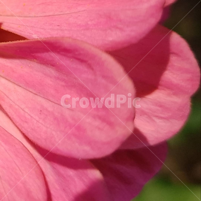 백일홍,초롱꽃목,국화과,한해살이풀,꽃,flower,식물도감,beautiful,zinniaelegans,개량,식물,순수,pure,감성,꽃줄기,총포조각,7월,순결,핑크,퍼플,속씨식물,쌍떡잎,들꽃,illustrated plant book,꽃잎,내화피,암술,꽃밥,화관,갈래꽃,통꽃,수분,花冠,petal,內花被,외화피,꽃가루,충매화,돌려나기,방사대칭,양성화,화엽,꽃대,노란꽃,노란색,pink,plant,식물,자연,plants,nature,꽃,flower