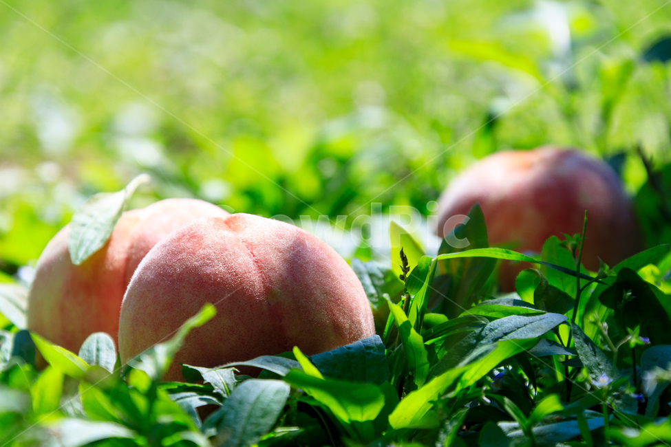 복숭아,과수원,식품,과일,수확,가을,익은,농업,과일,열매,fruit,산업,industry,industrial,농업,농사,agriculture,farming,farming industry