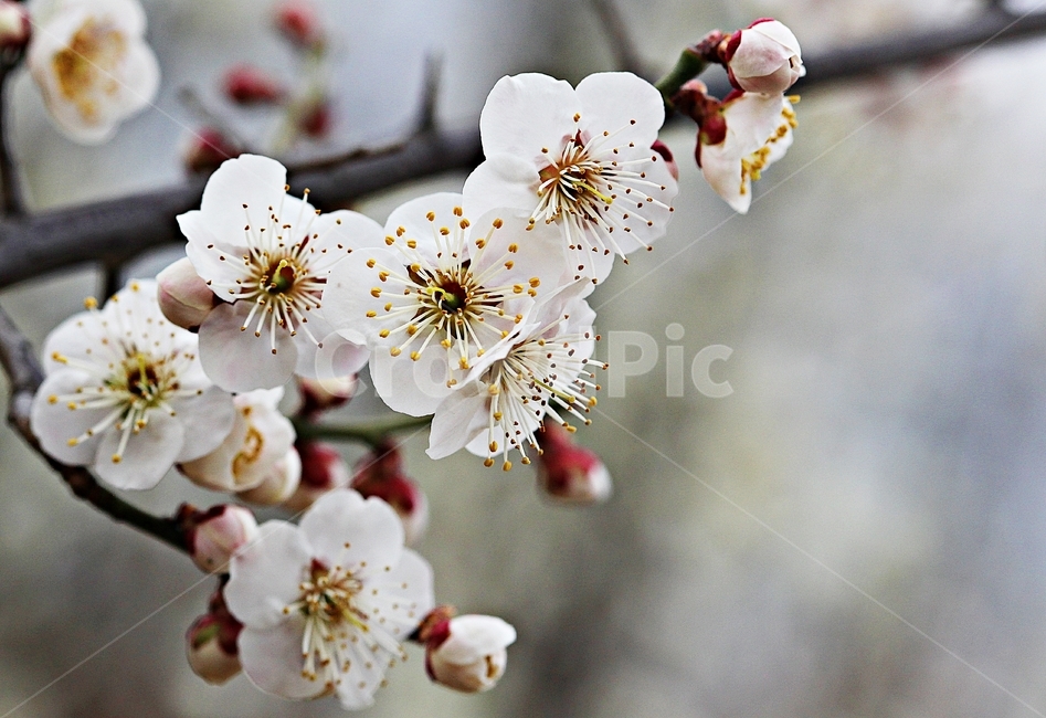 apricot flower,nature,background,apricot tree,flower