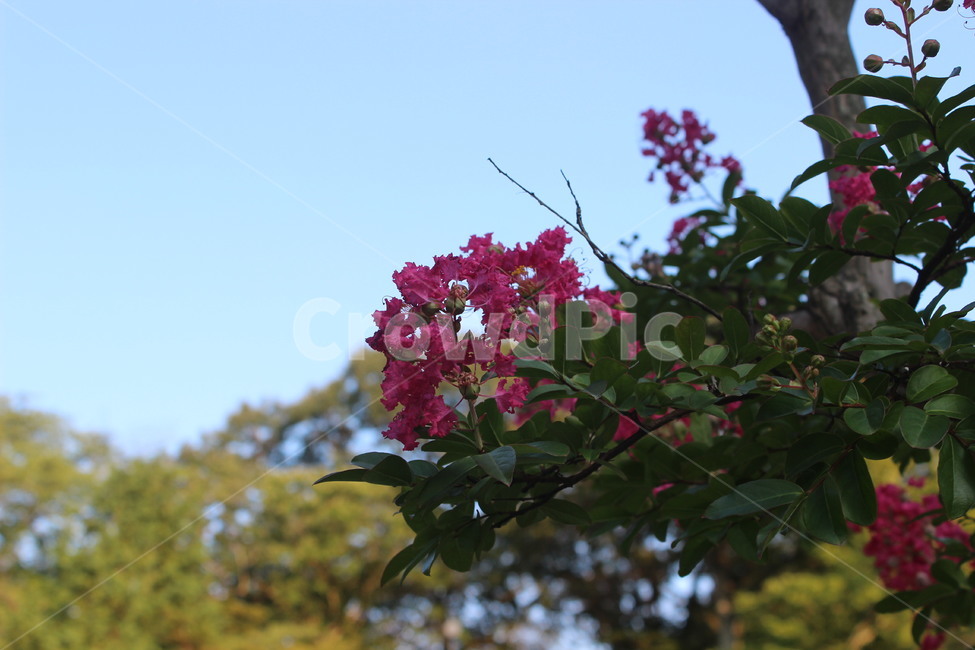 자연,풍경,나무,산,green,꽃,flower,tree,sky,감성,분위기