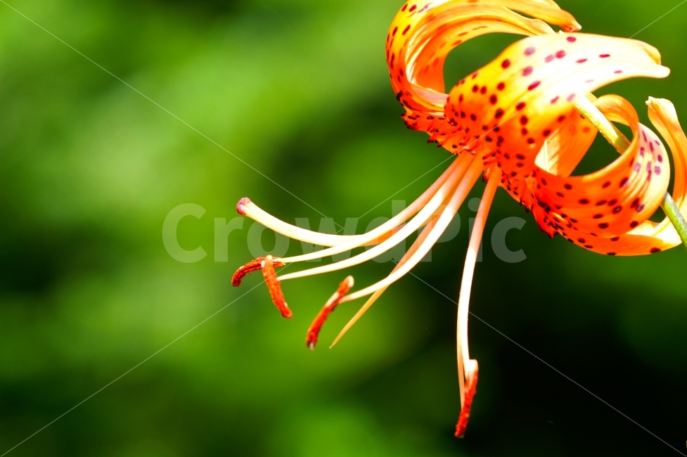 식물,색감,하늘나리,꽃,녹색,식물,자연,plants,nature,꽃,flower
