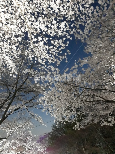 벚꽃,cherryblossom,밤,조명,봄바람,봄,계절,spring,season,식물,자연,plants,nature,꽃,flower,plant,blossom