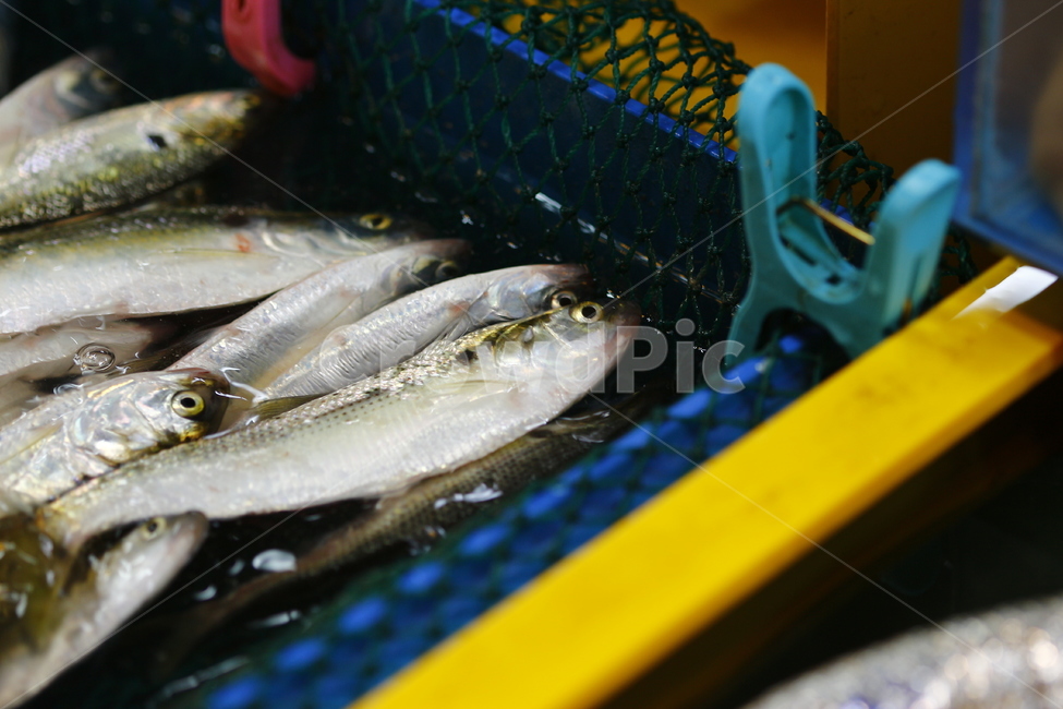 전어,가을전어,수산물시장,소래포구,물고기,시장,마트,마켓,market,mart,market place,음식,식재료,요리,food,cook,meal,dishes,food reserves,수산물,해산물,fishery products,seafood