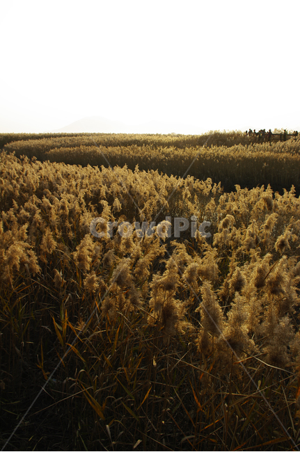 풍경,갈대밭,갈대,식물,plant,순천만,가을,계절,fall,autumn,season,자연,풍경,nature,landscape,grass,잔디