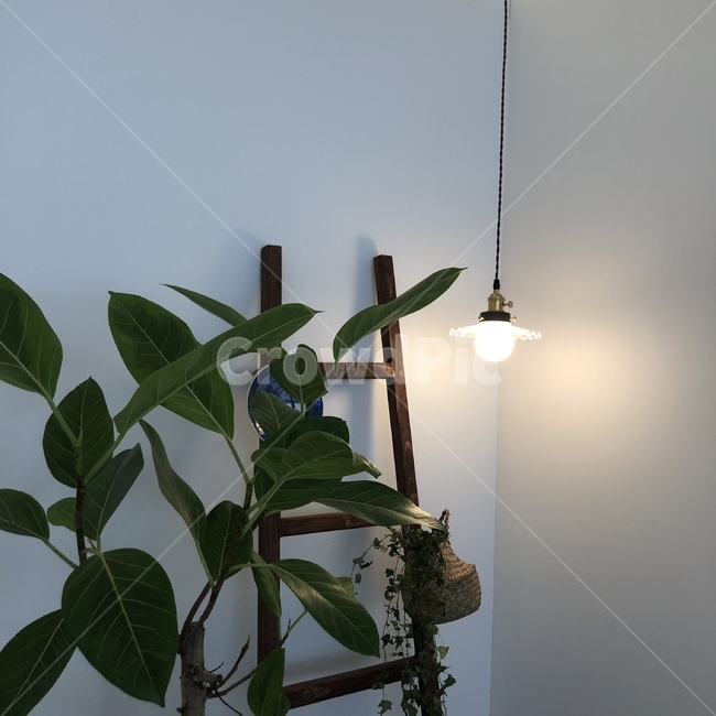 조명,카페,분위기,전등,나뭇잎,초록,light