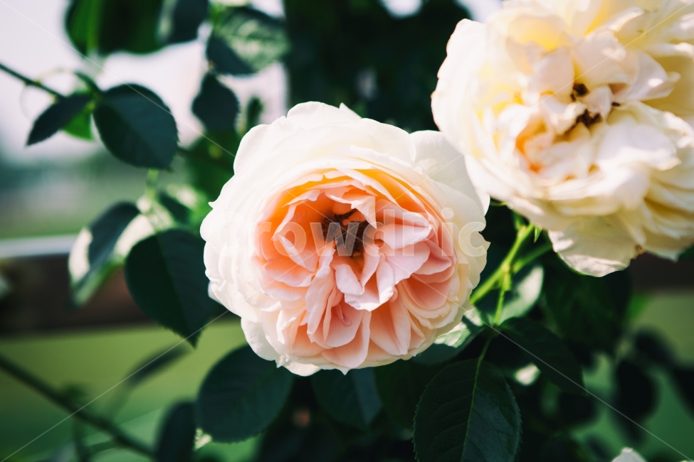 장미,꽃,자연,풍경,여름,장미사진,꽃사진,자연사진,풍경사진,여름사진,flowers,flower,rose,landscape,nature,summer,식물,자연,plants,nature,꽃,flower