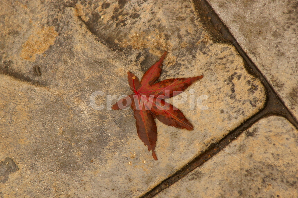 비오는날,흐린,흐림,비,leaf,잎,plant,식물,감성사진,가을,계절,fall,autumn,season