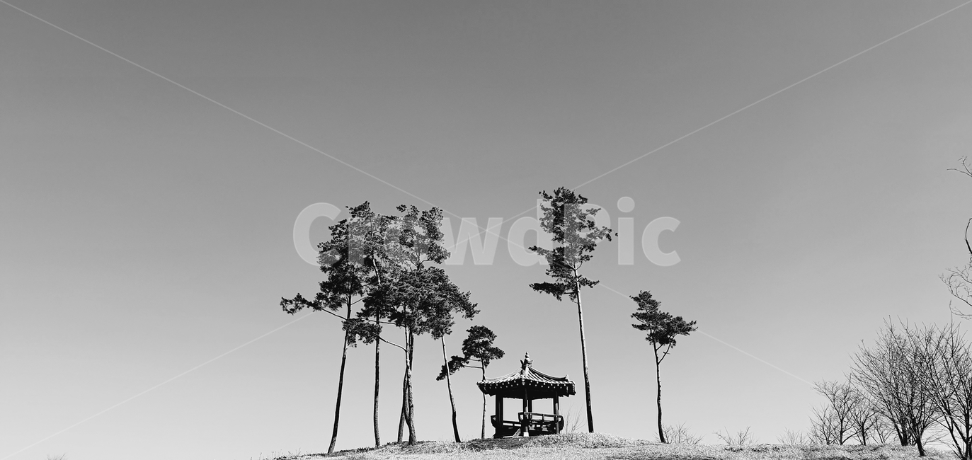 소나무,흑백,흑백사진,정자,감성,감성사진,tree,plant,자연,식물