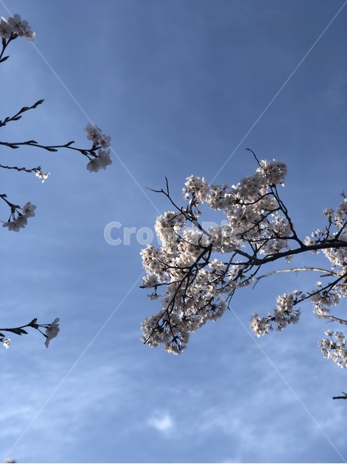 plant,식물,flower,꽃,blossom,벚꽃,하늘,sky,구름,cloud,나뭇가지,가지,꽃송이,봄,spring
