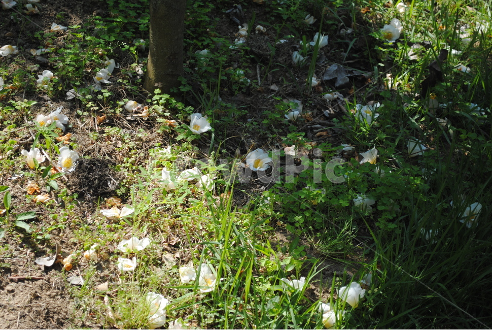 노각나무,노각나무꽃,하얀꽃,낙화,꽃,식물,자연,plants,nature,꽃,flower