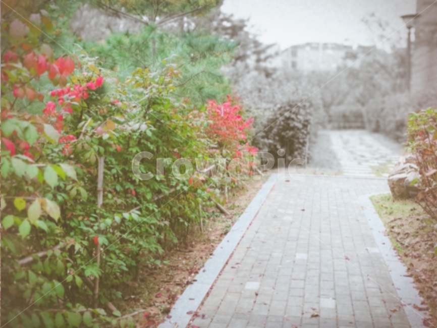 가을,낙엽,추운,길,예쁜
