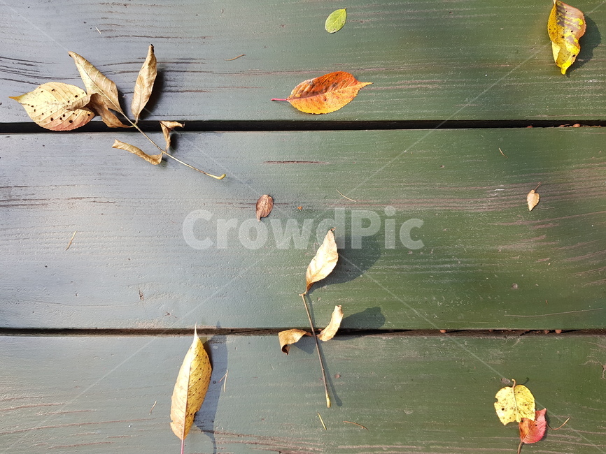 낙엽,가을,테이블,단풍,녹색,가을,계절,fall,autumn,season,plant,식물,leaf,잎