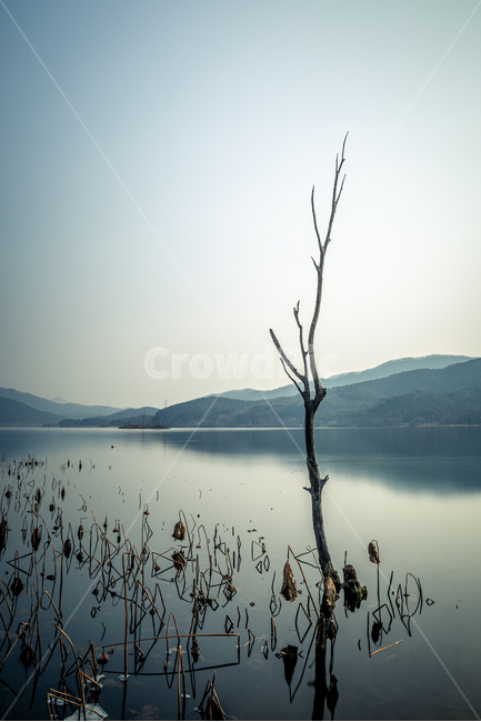 두물머리,겨울,자연,water,겨울나무,나무,tree,물,한강,자연,풍경,nature,landscape
