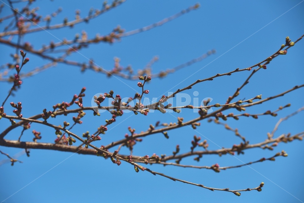 나무,하늘,봄,꽃망울,푸르름,plant,식물