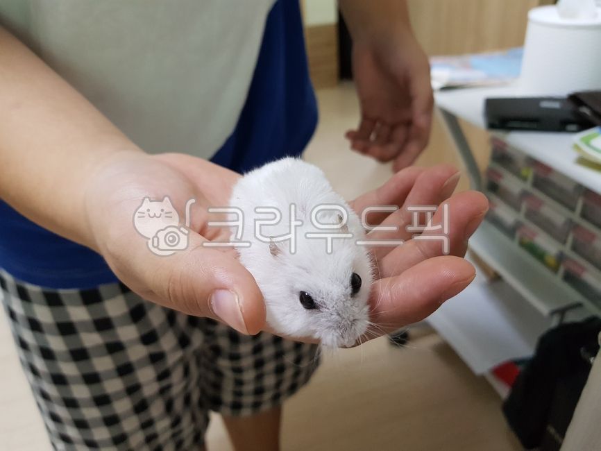 Pets,hamster,animal,pet