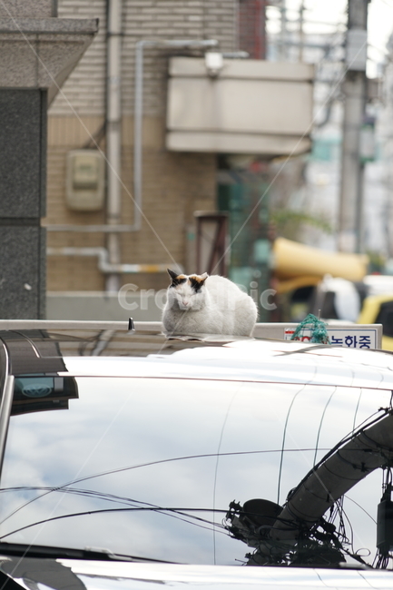 cat,animal,고양이,동물,길냥이,낮잠,동물,animal,포유류,mammal,고양이,cat,kitten,kitty