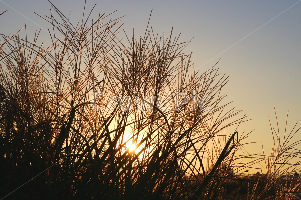 억새,억새풀,식물,자연,가을,벼과,태양,노을,석양,가을,계절,fall,autumn,season,plant,grass,잔디
