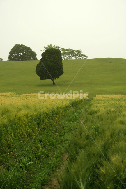 보리,밭,보리밭,식물,flower,plants,nature,풍경,나무,자연,풍경,nature,landscape,식물,plants,나무,trees,wood,tree,plant,grass,잔디