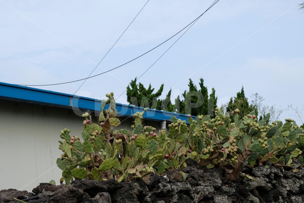 선인장,선인장군락지,돌담,제주도마을,제주도풍경,식물,자연,plants,nature,제주도,jeju,jeju island,plant