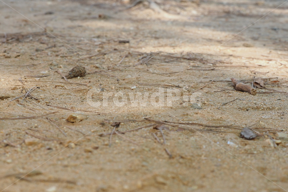 흙,sand,모래,땅,돌,바닥,모래바닥,자연,풍경,nature,landscape,ground