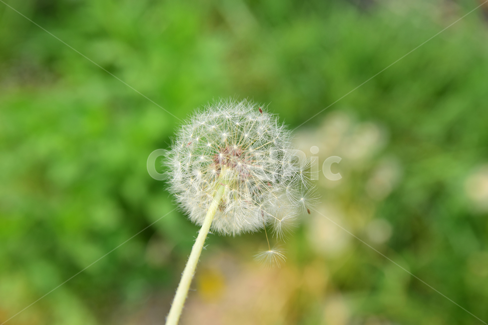 민들레,민들레홀씨,홀씨,감성사진,식물,자연,감성,꽃,plant,flower,nature,힌색,솜털,줄기,식물,자연,plants,nature,꽃,flower