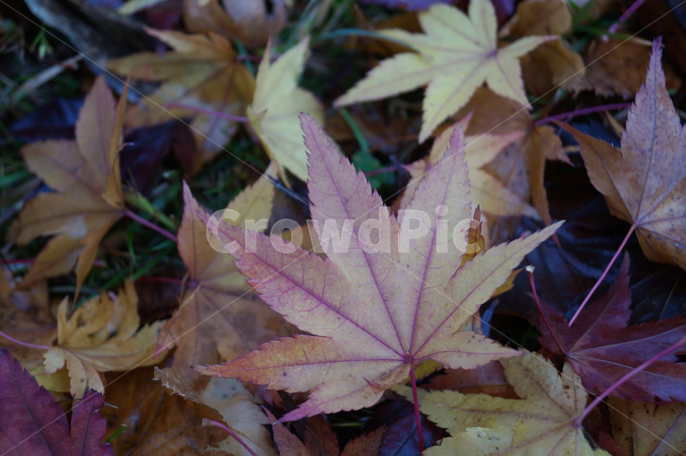 낙엽,단풍,가을,nature,나뭇잎,잎,잎사귀,단풍나무,fall,autumn,가을,계절,fall,autumn,season,leaf,plant,식물,tree,나무