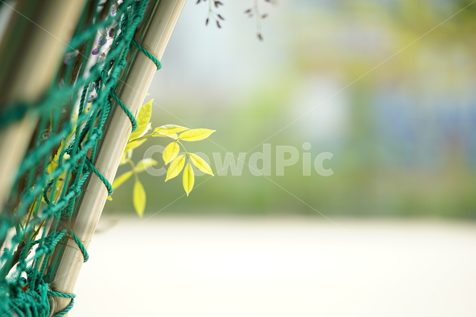 봄,잎,나무,그린,녹색,식물,잎사귀,빛,생명,풍경,green,감성사진,감성,식물,자연,plants,nature,휴식,힐링,rest,relaxation,healing