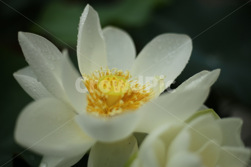 plant,식물,pollen,화분,연꽃,lotus,flower,꽃