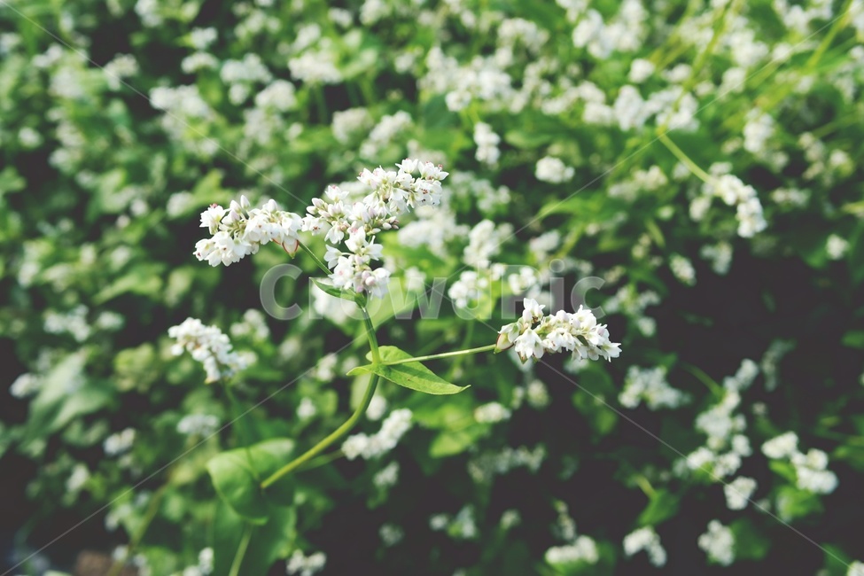 메밀꽃,여름꽃,메밀밭,흰꽃,작은꽃,flower,green,blossom,plant,식물,꽃,감성,싱그러운,식물,자연,plants,nature,꽃,flower