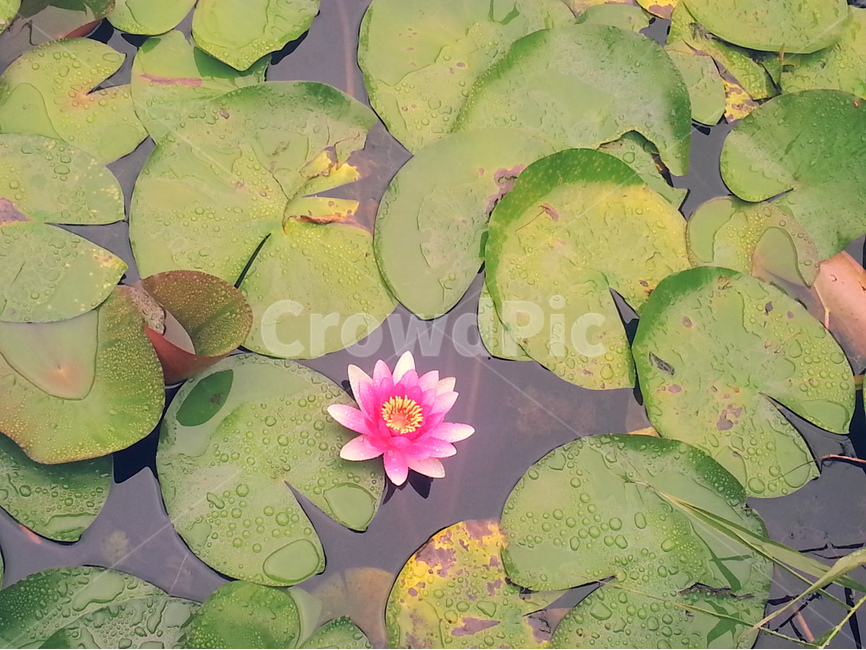 연꽃,연잎,연못,분홍,물방울,식물,자연,plants,nature,꽃,flower