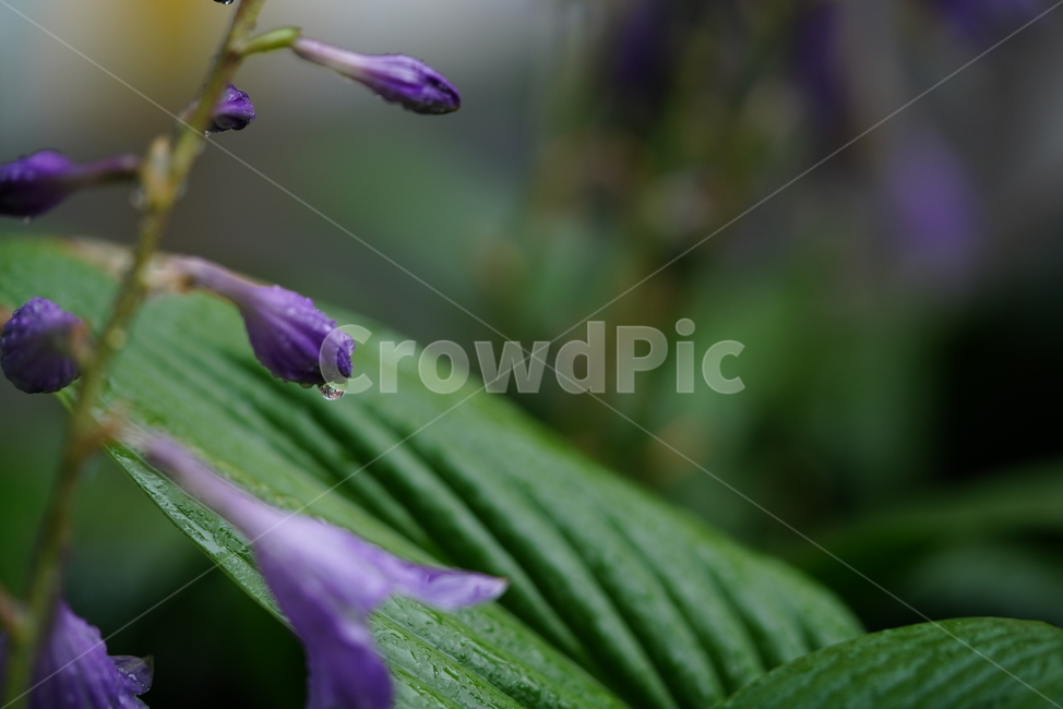 물방울,물,water,생명,생물,식물,plant,식물,자연,plants,nature