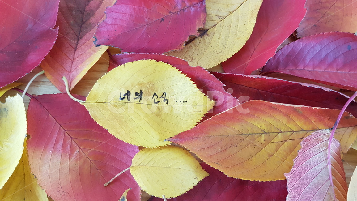 단풍,낙엽,가을,가을단풍,가을낙엽,식물,plant,veins,계절,외로움,쓸쓸함,자연,가을,계절,fall,autumn,season,leaf,잎,정맥