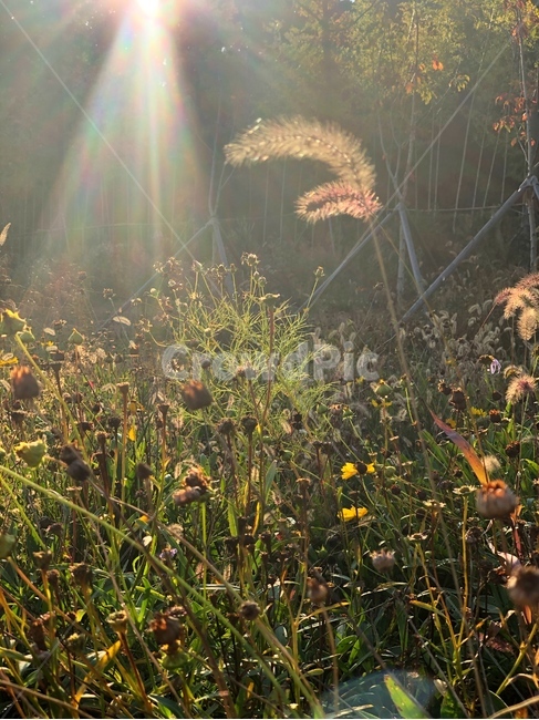 light,빛,flare,플레어,빛내림,강아지풀,역광,풀,숲