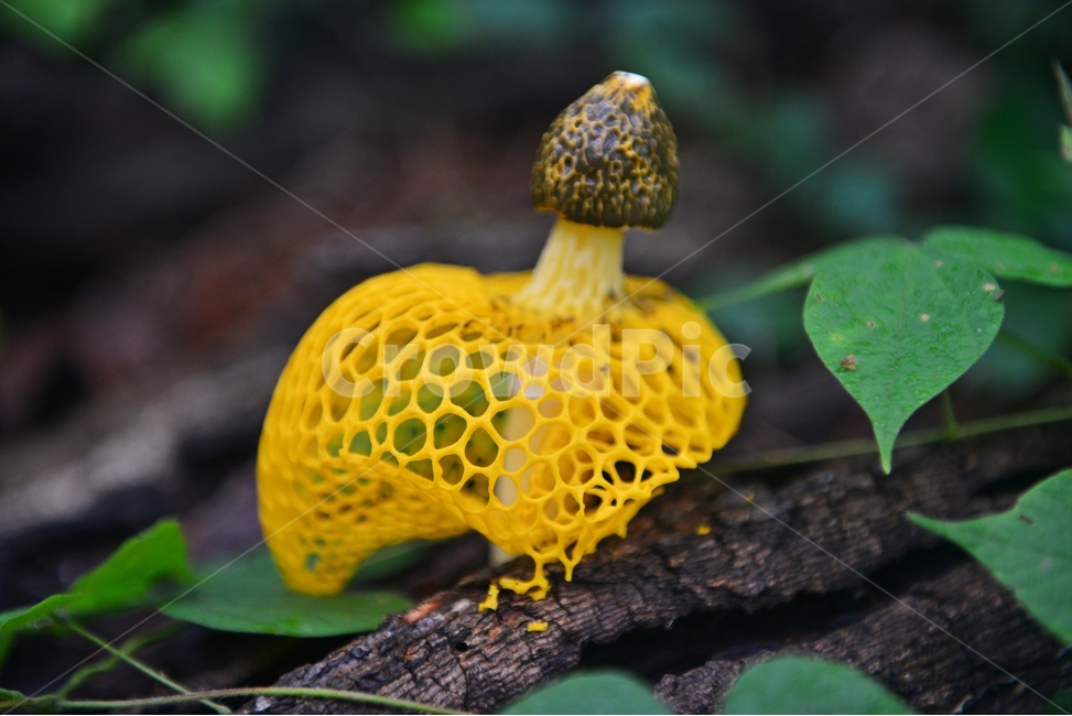 plant,식물,fungus,진균류,망태버섯,노랑망태버섯,버섯,포자,독버섯,노랑,노랑망태,그물망,망태,버섯,mushroom