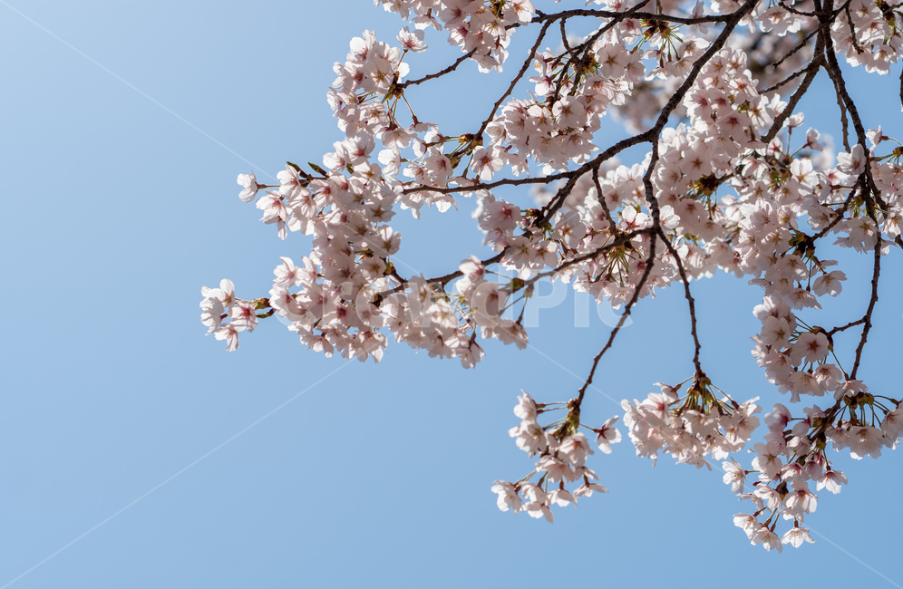 벚꽃,봄꽃,봄,자연,계절,season,spring,cherryblossoms,꽃축제,봄날,화려한,예쁜,핑크색,하얀색,파란색,파란하늘,flower,nature,garden,beautiful,공원,바탕,정원,봄하늘,나무,가로수