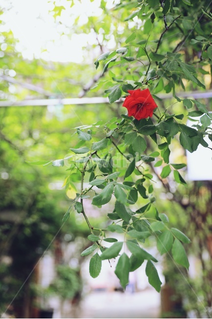 rose,redrose,붉은장미,홍일점,장미,green,식물,자연,plants,nature,꽃,flower
