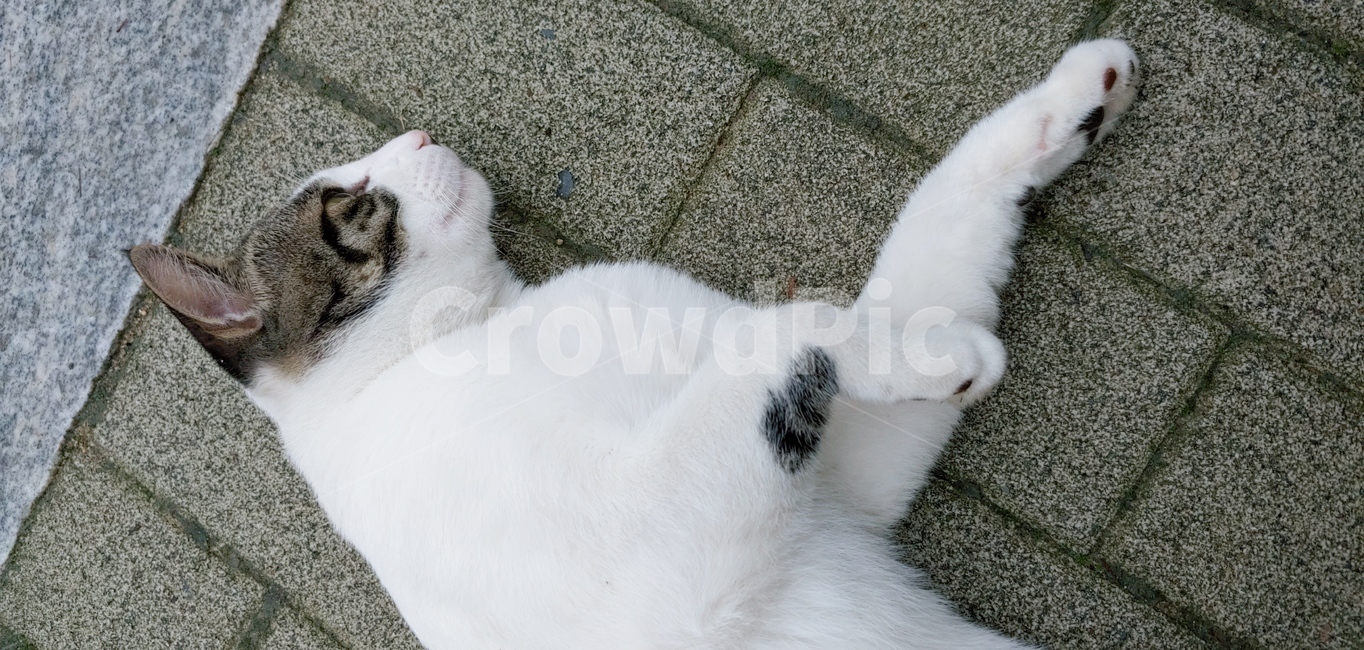 고양이,길냥이,점박이,애교냥,야옹,동물,animal,포유류,mammal,고양이,cat,kitten,kitty