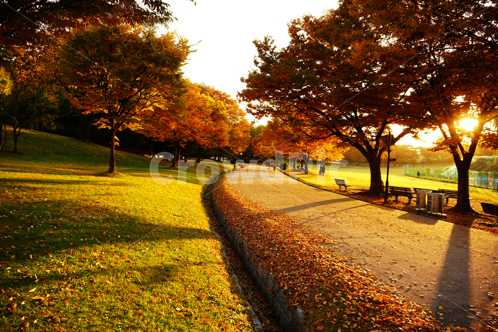 낙옆,단풍,경치,노을,빛,아름다운,잔디,나무,해,공원,서울,올림픽공원,장관,배경화면,배경,풍경,한국,길,가을,계절,fall,autumn,season,자연,풍경,nature,landscape,tree,plant,식물