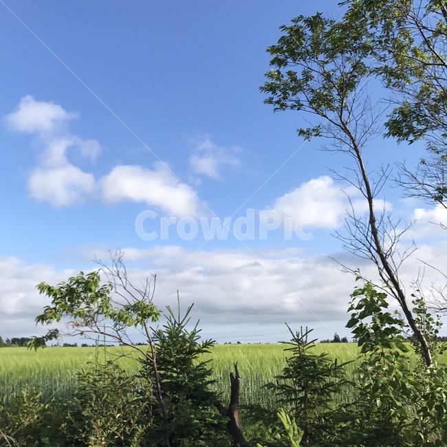 하늘,초원,나무,구름,들판,sky,grassland,tree,trees,cloud,field,자연,풍경,nature,landscape,plant,식물,outdoors,옥외,목초지,들