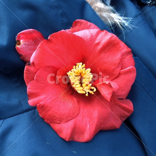 식물,flower,꽃,plant,동백,동백꽃