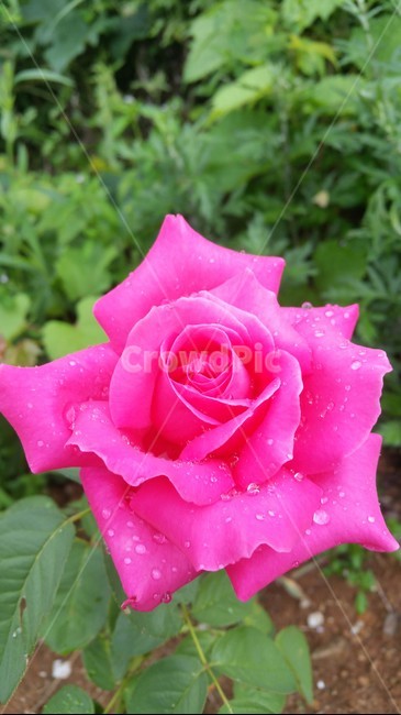 장미,꽃,식물,rose,자연,식물,자연,plants,nature,꽃,flower