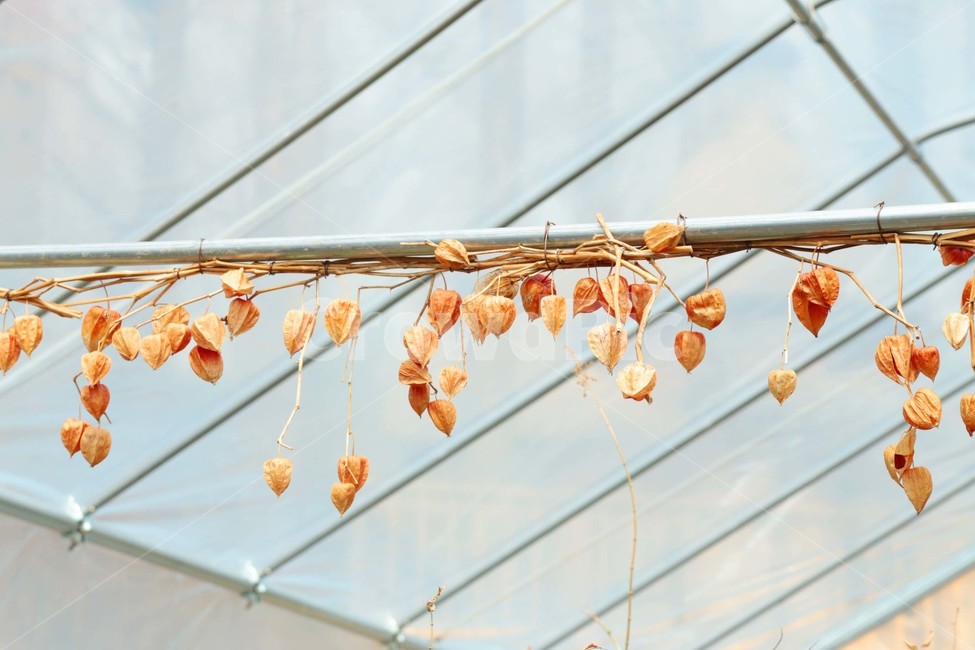 꽈리,열매,식물,재배,장식,plant