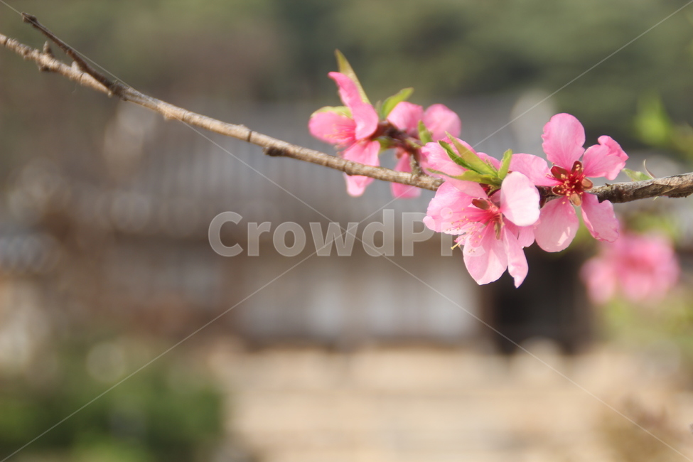 봄,꽃,배경,spring,flower,background
