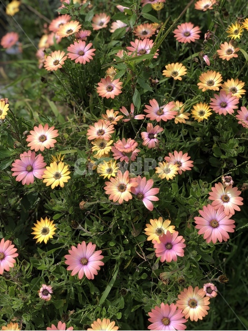 들꽃,들판,국화,꽃송이,야생화,노란색,핑크,분홍,outdoor,flower,chamomile,garden,yellow,pink,colors,color,scent,sense,growing,꽃밭,꽃잎