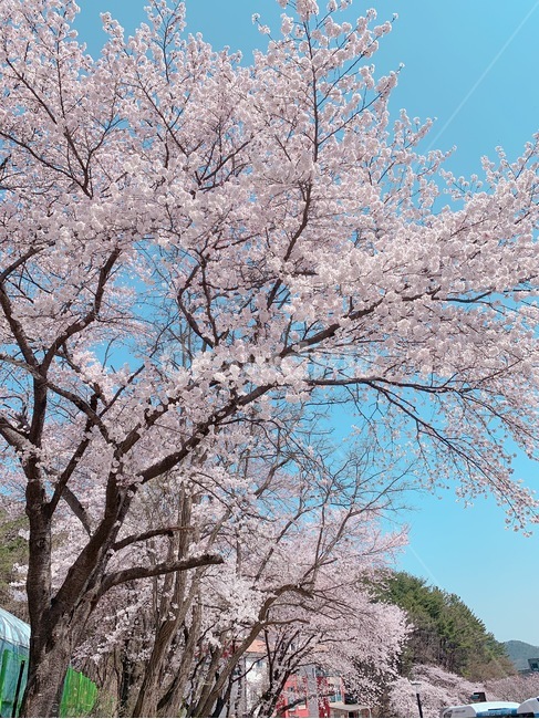 벚꽃,계룡산,계룡산벚꽃,우리나라,꽃